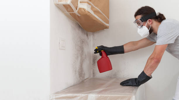 Basement Mold Remediation treatment on basement walls in Laporte